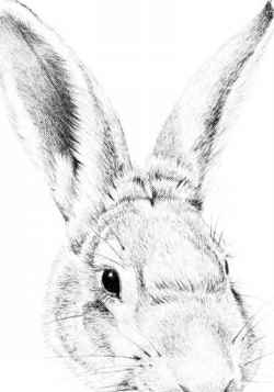250x357 Drawing A Cottontail Rabbit