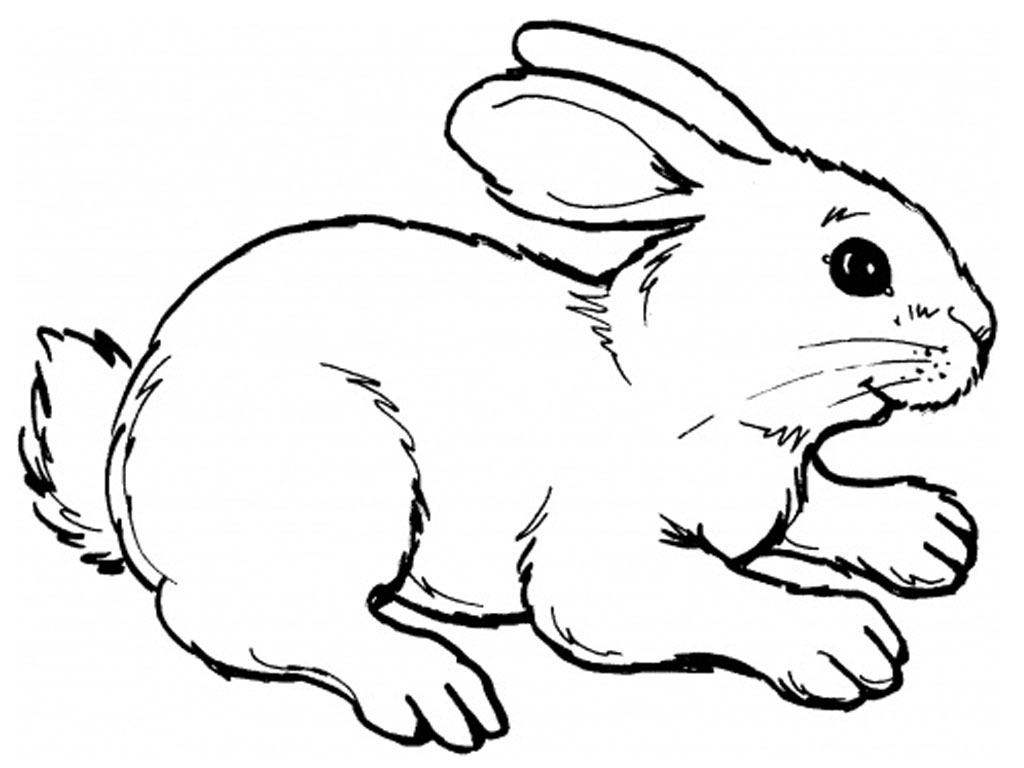 1024x768 Drawing Of A Bunny Rabbit