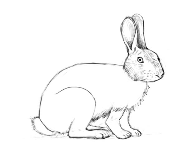600x523 How To Draw A Rabbit