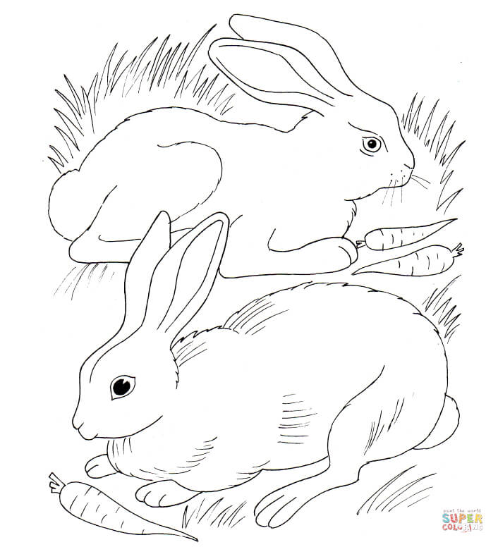 706x776 Rabbits Eating Carrots Coloring Page Free Printable Coloring Pages