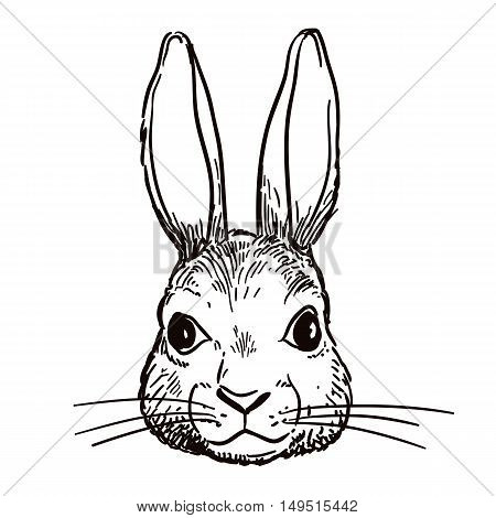 450x470 Vector Hand Drawn Pen Ink Black Vector Amp Photo Bigstock