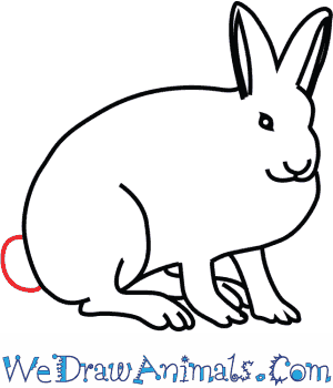 300x350 How To Draw An Arctic Hare