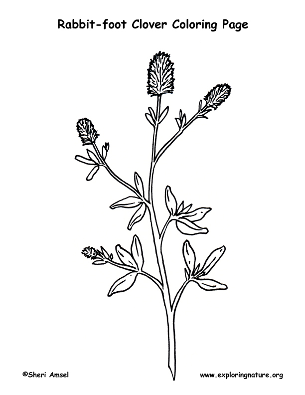 612x792 Clover (Rabbit Foot) Coloring Page