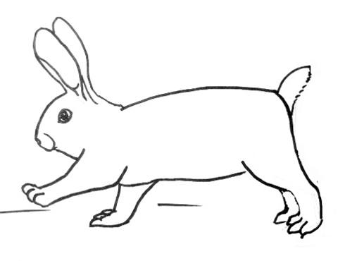 490x370 How To Draw A Rabbit