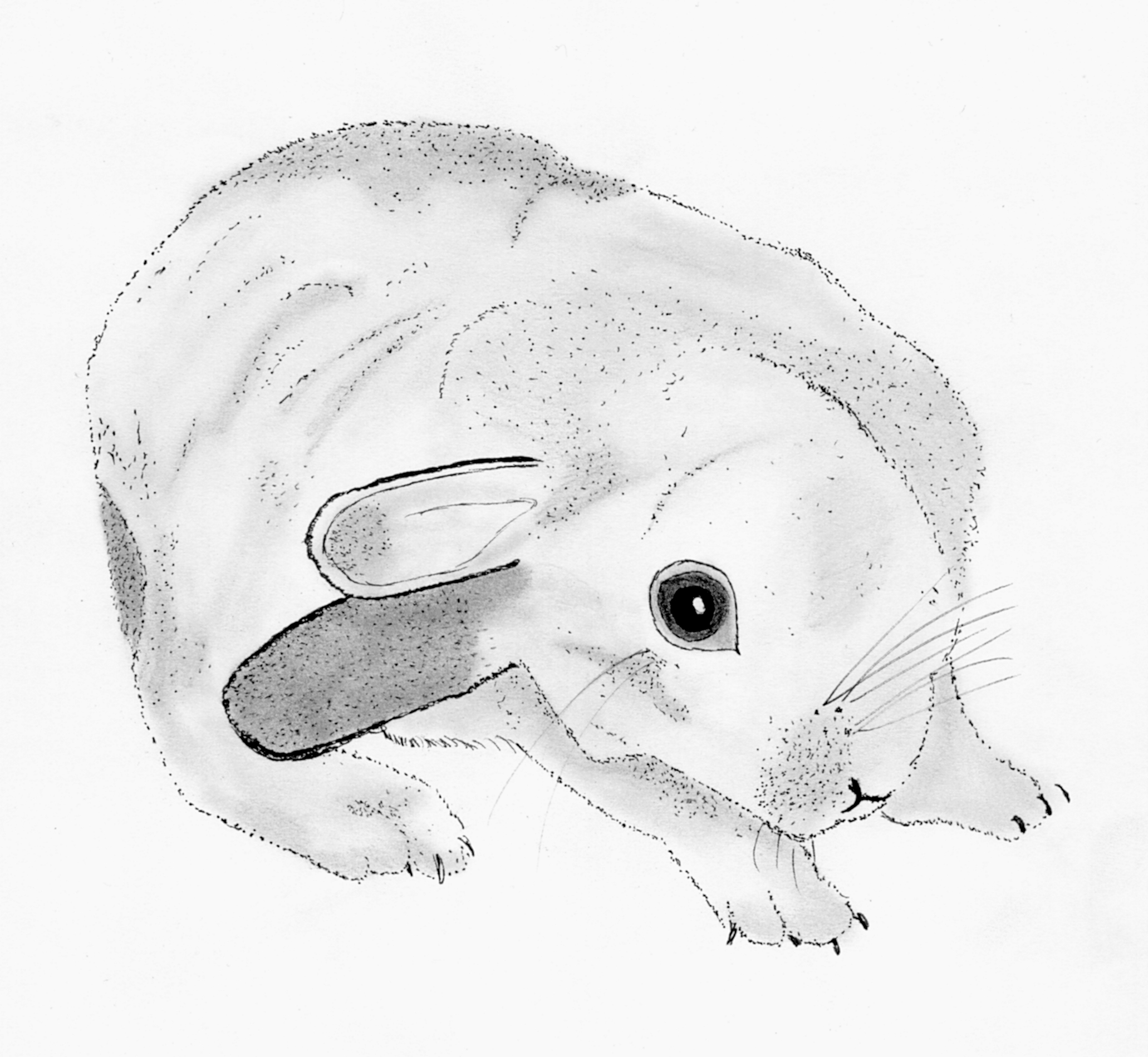 2062x1900 Medirabbit