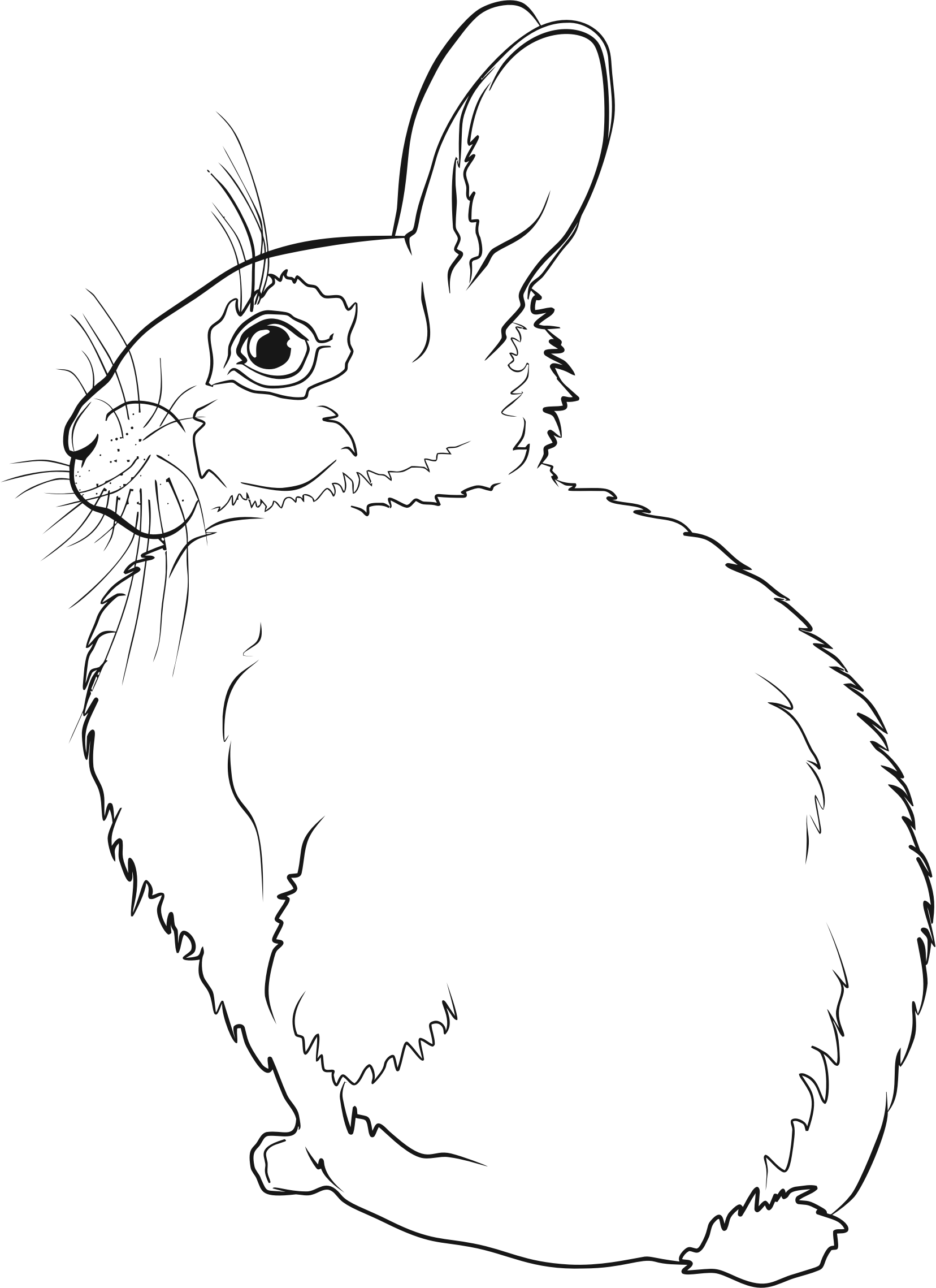 Rabbit Line Drawing at GetDrawings | Free download