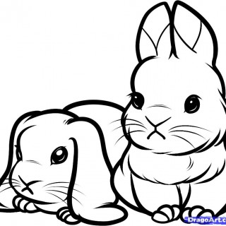 320x320 Outline Drawing Of Rabbits Clipart Best Rabbit