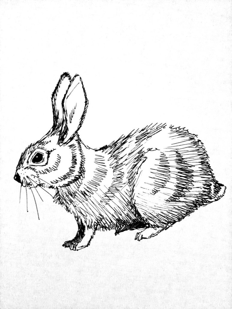 774x1032 Rabbit Sketch By Mikeleeorg