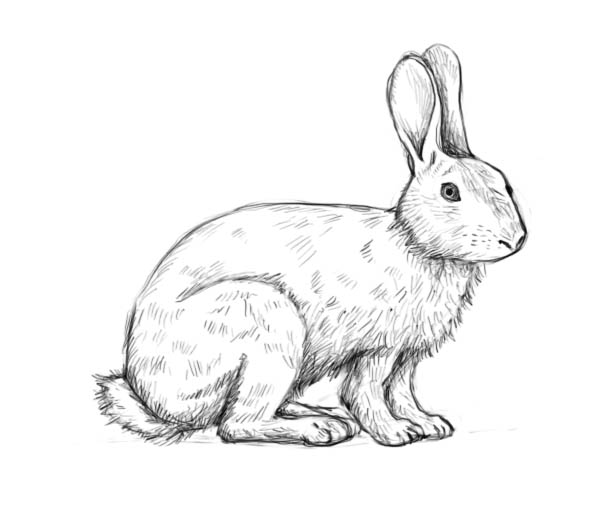 600x523 Are You Looking For A Tutorial On How To Draw A Rabbit Look No