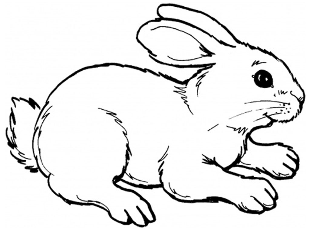 1024x768 Cartoon Rabbit Drawings