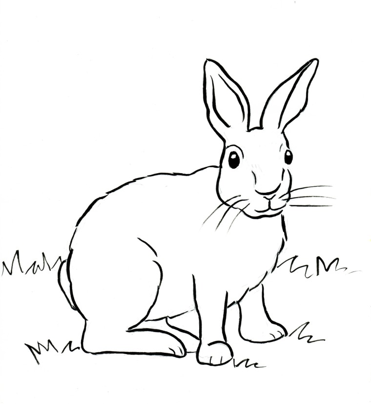 760x826 Cottontail Rabbit Coloring Page