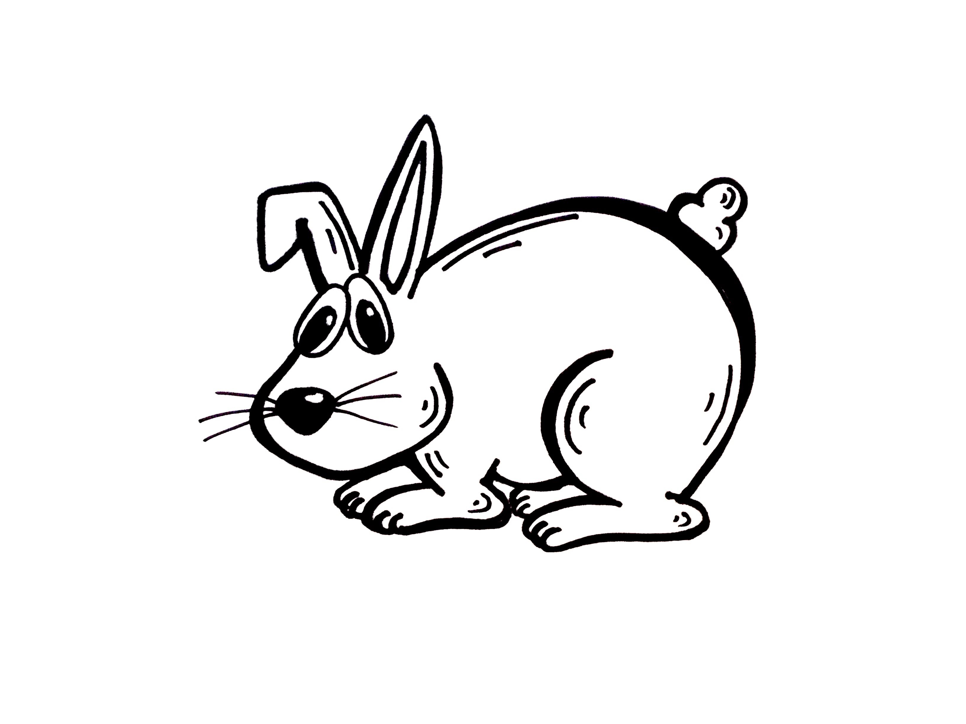 3264x2448 Drawing Lesson How To Draw A Rabbit. Grab Paper A Marker