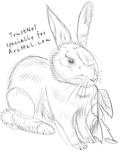 450x531 How To Draw A Bunny Step By Step