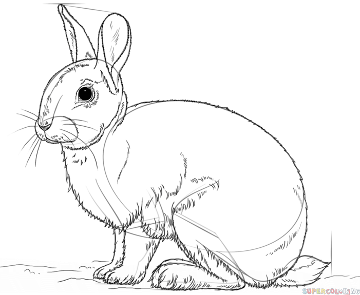 701x575 How To Draw A Rabbit Step By Step. Drawing Tutorials For Kids