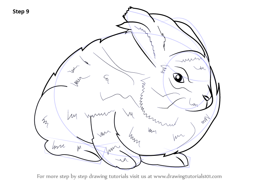 844x598 Learn How To Draw An Angora Rabbit (Other Animals) Step By Step