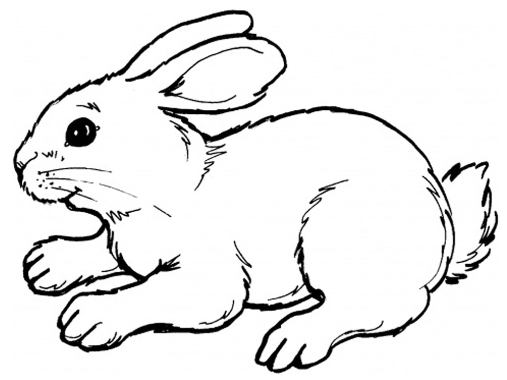 1024x768 Rabbit Drawing Images How To Sketch A Rabbit, Step Step, Forest