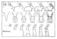 236x162 How To Draw A Realistic Rabbit Step By Step