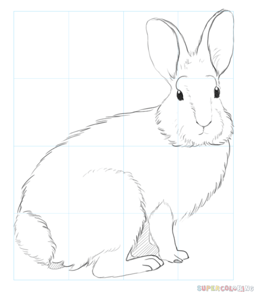500x575 How To Draw A Nuttall's Cottontail Step By Step Drawing Tutorials