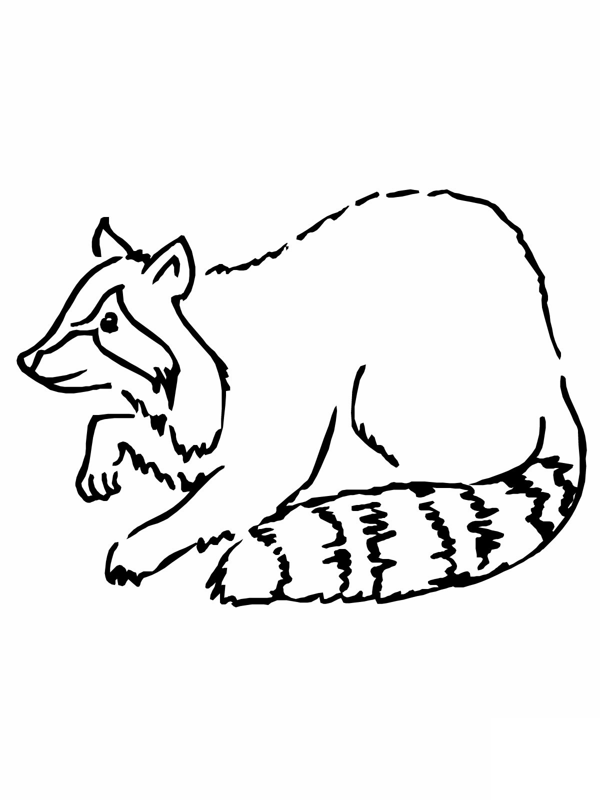 1200x1600 Free Printable Raccoon Coloring Pages For Kids