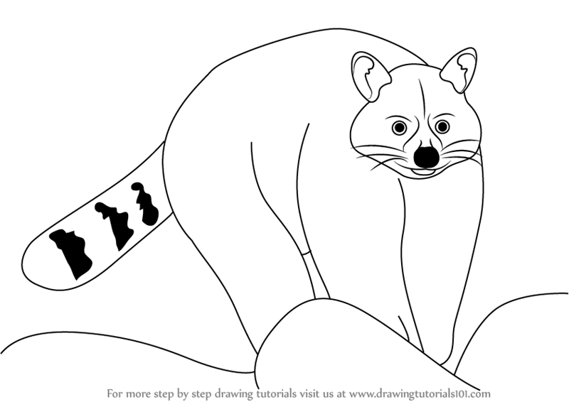 800x566 Learn How To Draw A Raccoon (Zoo Animals) Step By Step Drawing