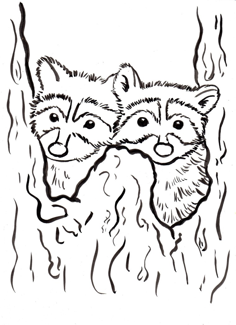 760x1046 Raccoon Coloring Page