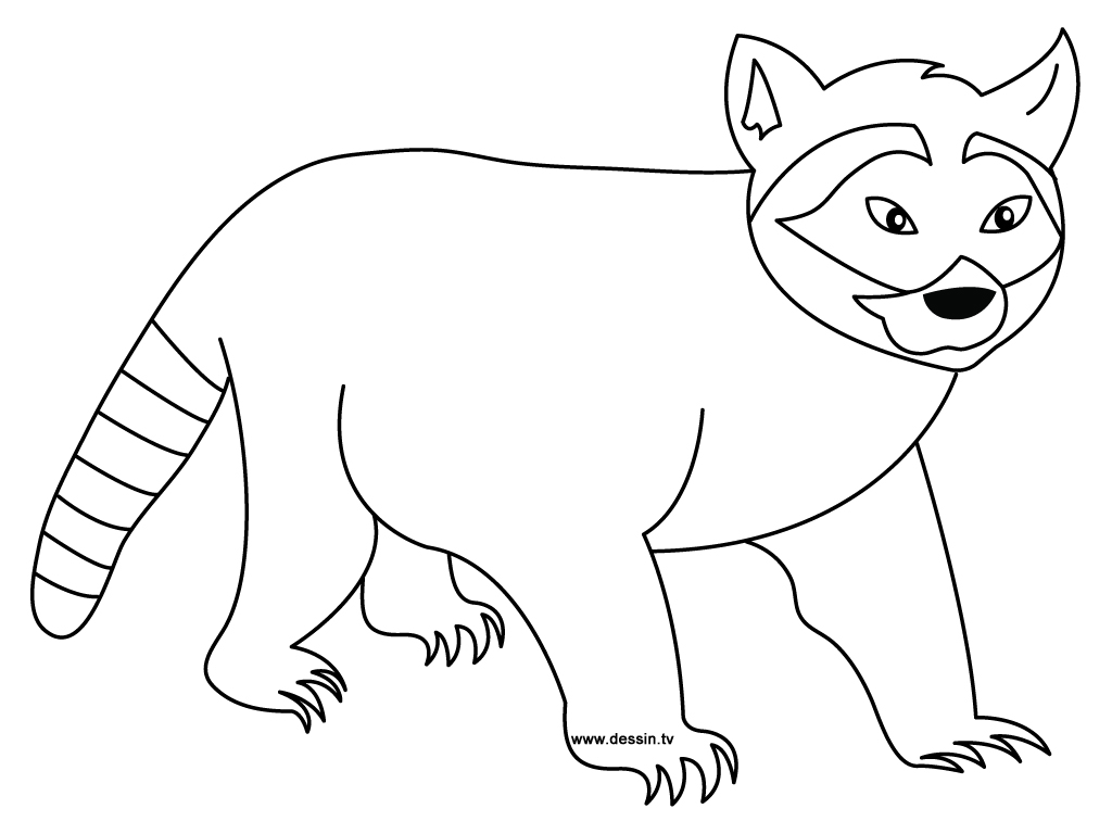 1024x768 Coloring Raccoon