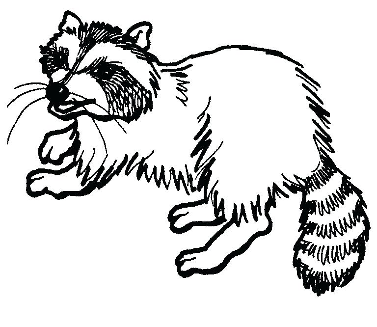 768x666 Entertaining Raccoon Coloring Pages Kids Beautiful Free Download