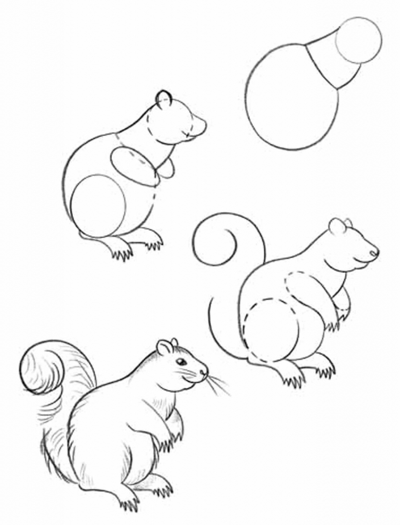 780x1024 How To Draw Forest Animals Step By Step Easy Raccoon Drawing How