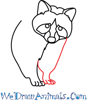 300x350 How To Draw A Raccoon Dog