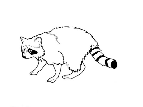 480x360 How To Draw A Raccoon (Simple, Easy Drawing)