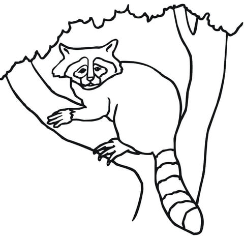 480x470 Raccoon On A Tree Coloring Page Free Printable Coloring Pages