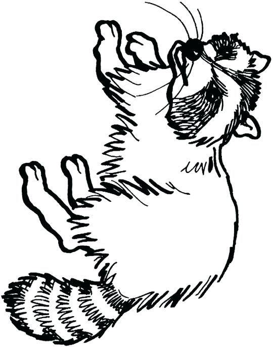 540x686 Coloring Pages Of Raccoons Codetracer.co