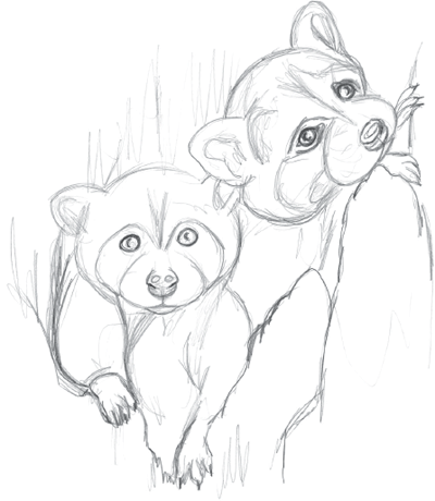 400x460 Draw Raccoons