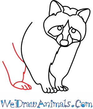 300x350 How To Draw A Raccoon Dog