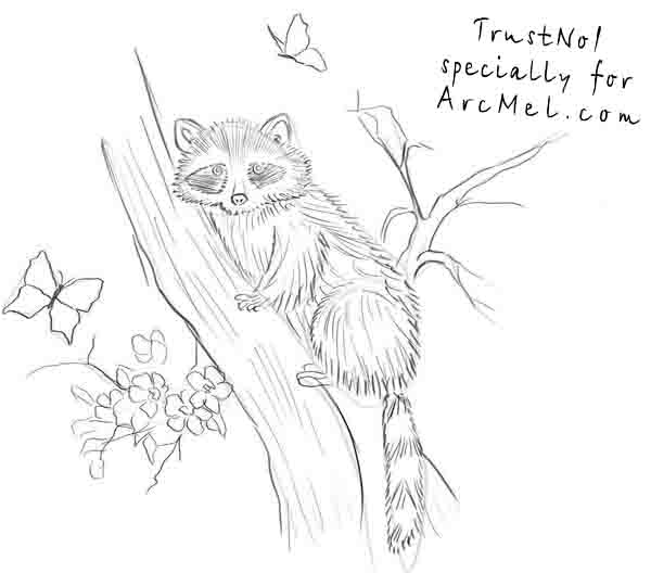 600x528 How To Draw A Raccoon Step By Step