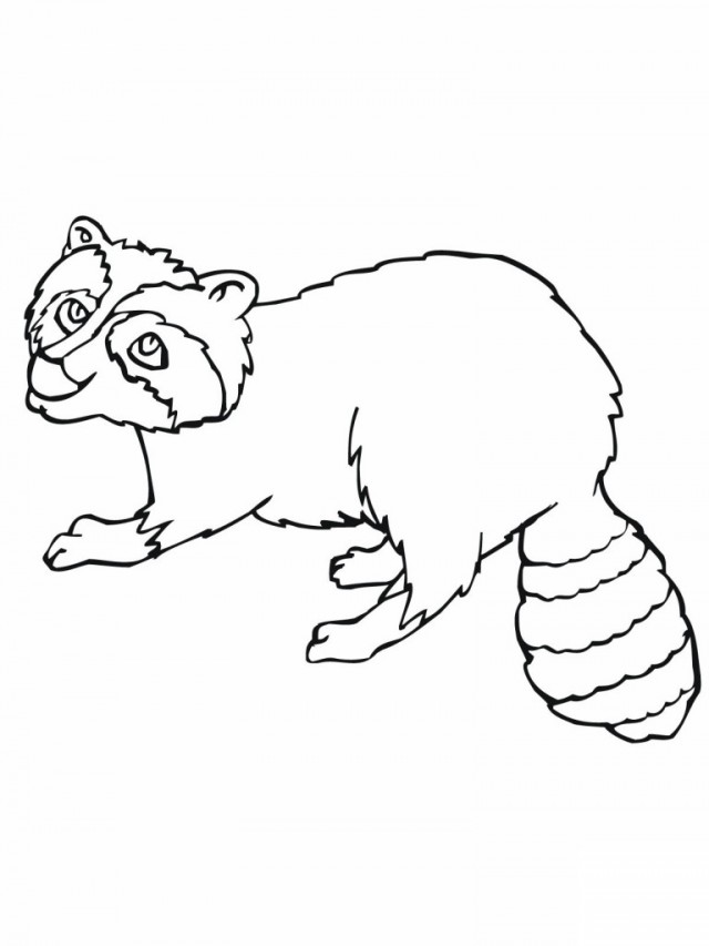 640x853 Baby Raccoon Coloring Pages 569392