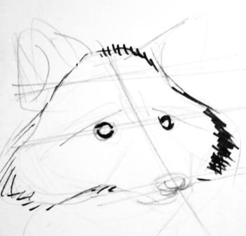 350x335 How To Draw A Raccoon
