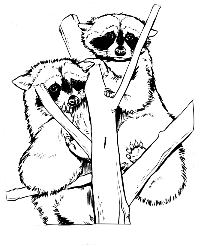 670x820 Raccoon Line Art By Lost Fiction
