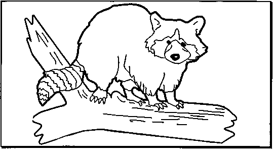 539x300 Wrl Kids Raccoon