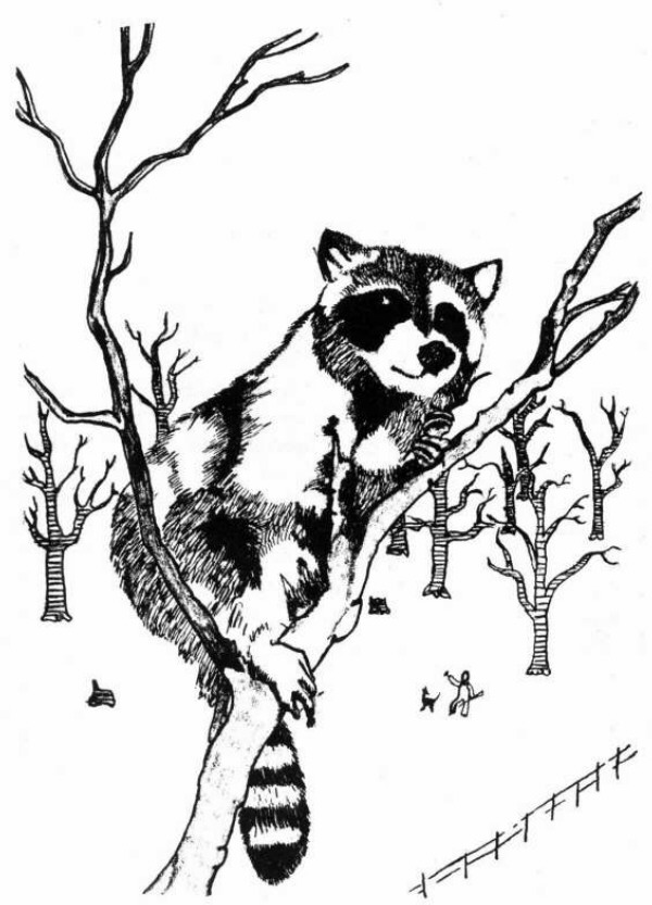 600x833 Drawn Raccoon