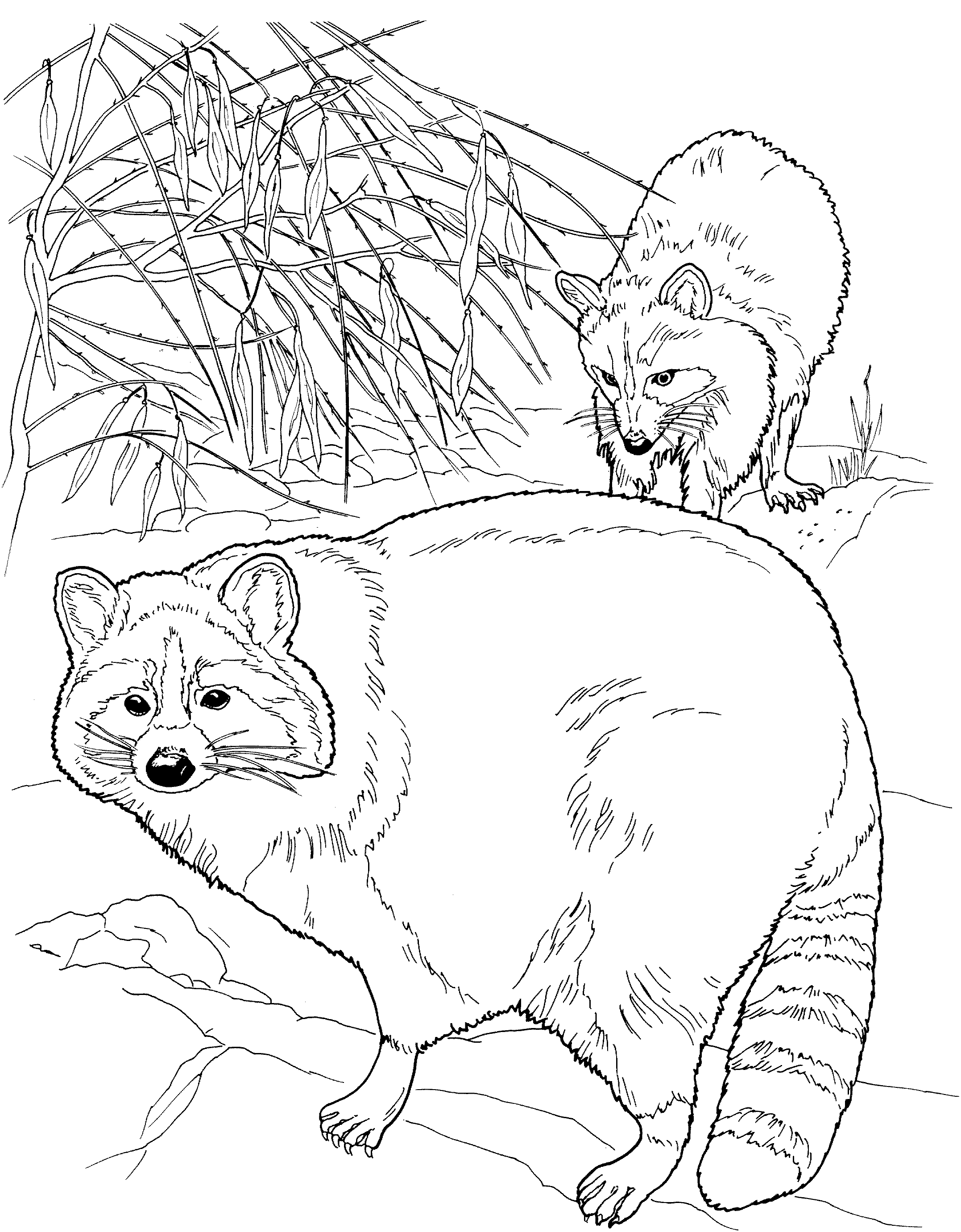 2154x2760 Free Raccoon Coloring Pages