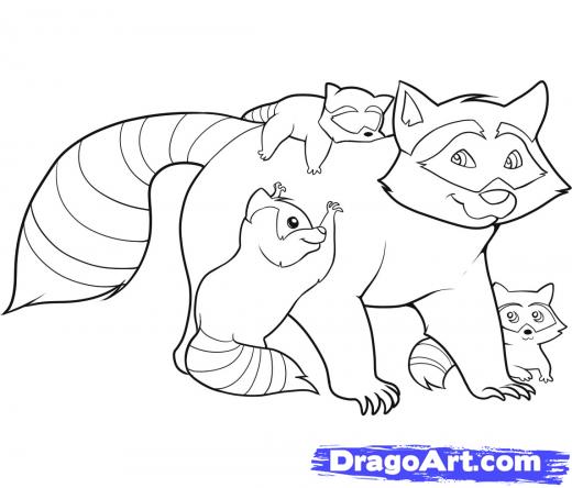 520x444 How To Draw Raccoons Step 8 How To Draw Raccoons