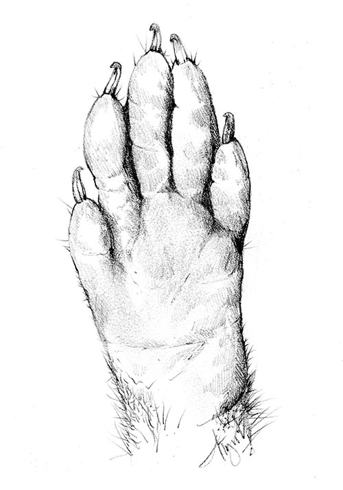 500x715 Raccoons It's All In The Hands The Outside Story