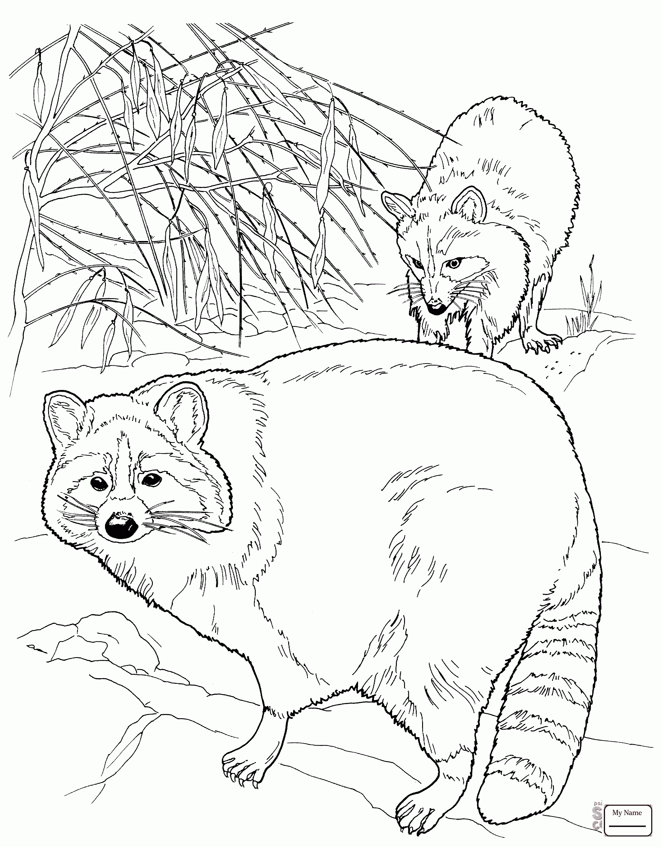 2197x2815 Coloring Pages Northern Raccoon Mammals