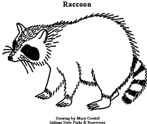 500x420 Raccoon