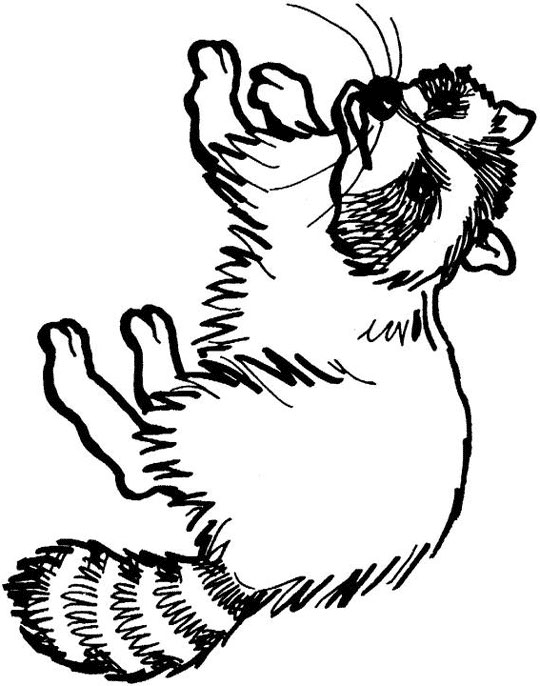 540x686 Raccoon Animal Coloring Book Drawings