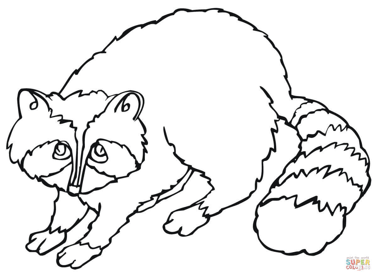 1200x880 Cute Raccoon Coloring Page Free Printable Coloring Pages