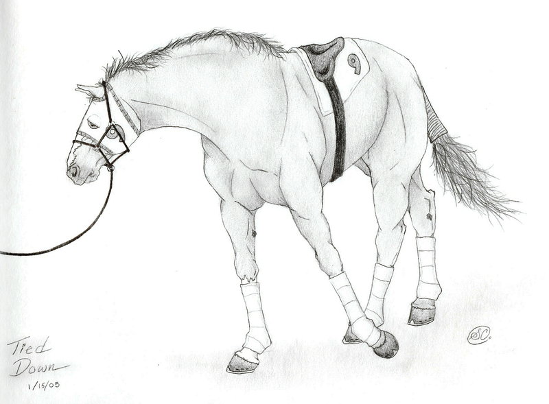 800x589 Race Horse Number 9 By Sarachristensen