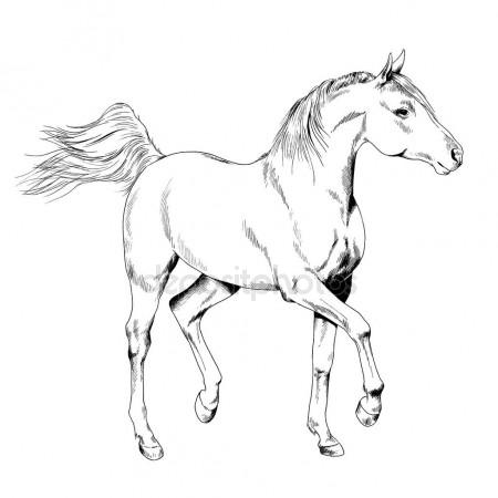 450x450 Freehand Horse Head Pencil Drawing Stock Photo Maxtor7777