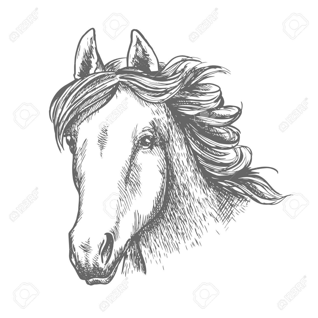 1300x1300 Horse Head Sketch Of Arabian Mare Horse. Isolated Racehorse Head